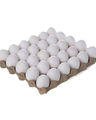بيض ابيض / White Eggs